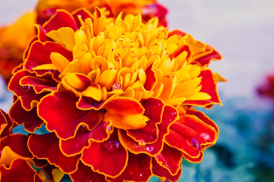 Nature, Flower