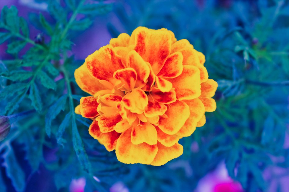 Nature, Red, Yellow