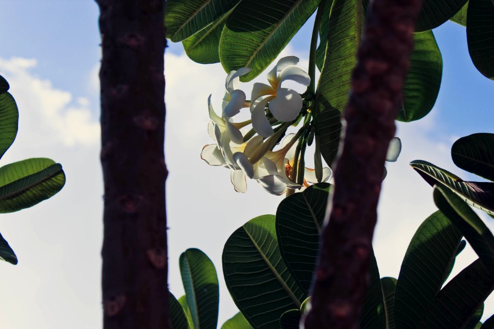 Nature, Flower