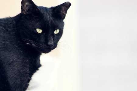 Pet, Animal, Black