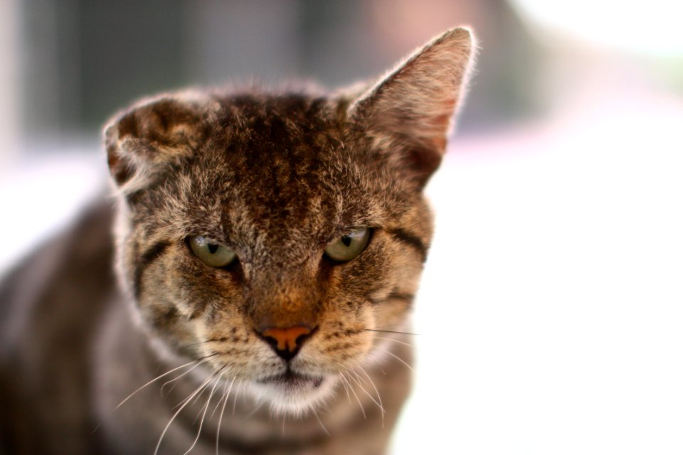 Gangster, Scray, Angry