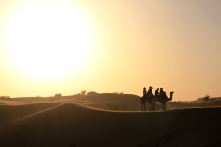 Camel sunset dune photo