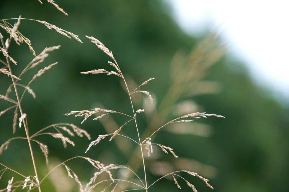 Grditz, Germany, Field