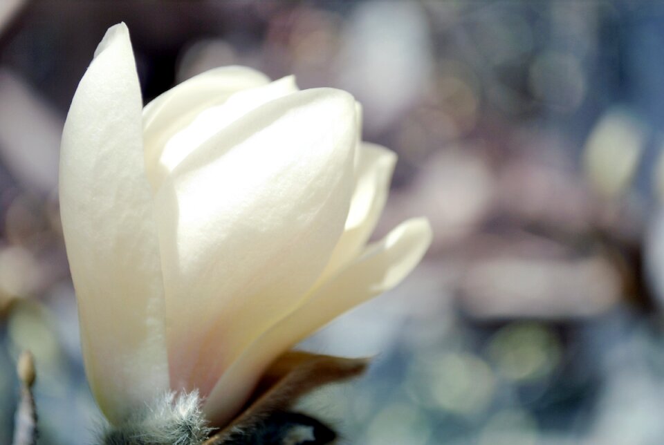 Flower spring bud