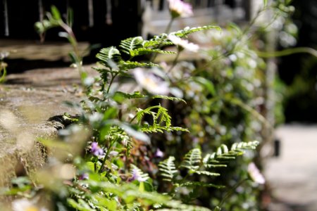 Auckl, New Zealand, Creeper photo