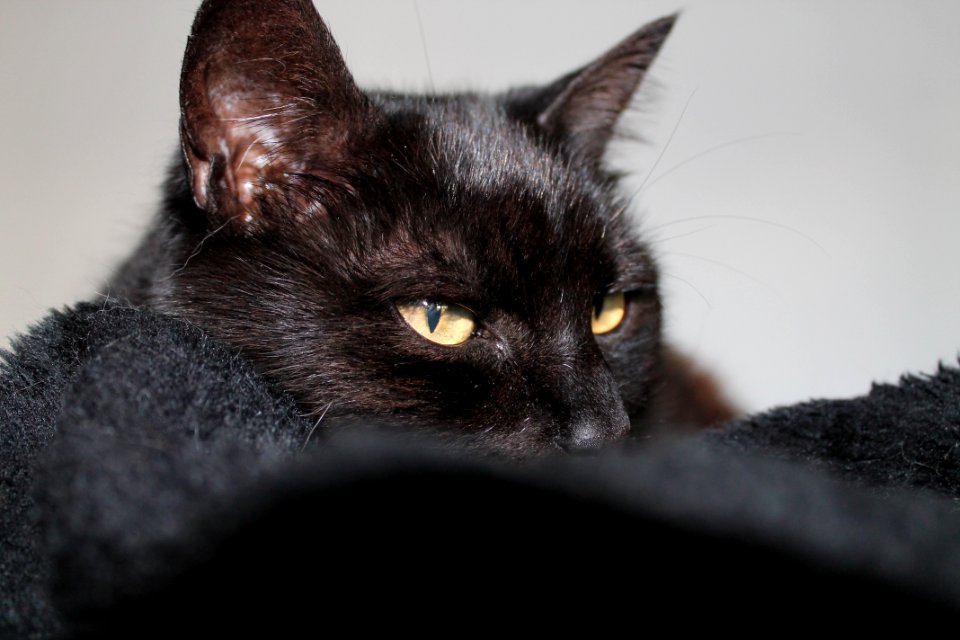 Auckl, New Zealand, Cat