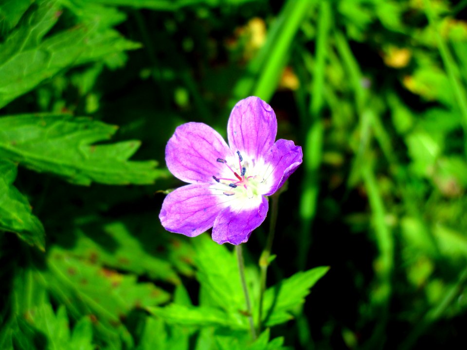 Oberstdorf, Germany, Purple