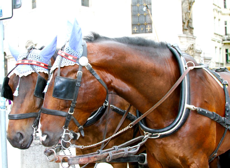 Prague, Czech republic, Horses