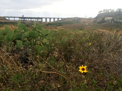 Flowers, Bridge