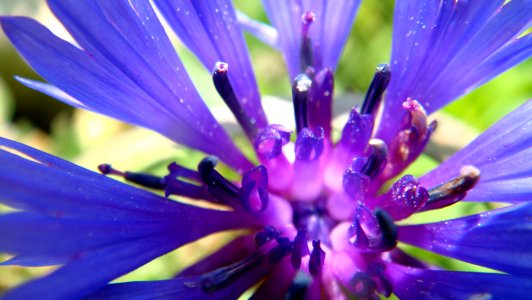 Green, Macro, Purple photo