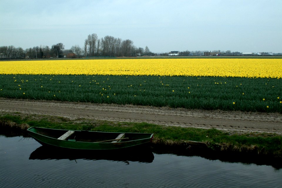 Keukenhof, Lisse, Netherl