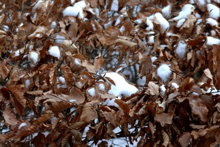 Brown leaves, Snowfall, Snow photo