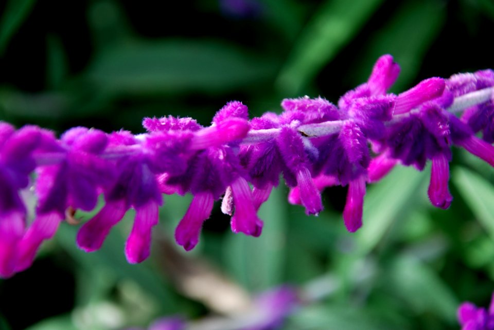 Israel, Purple flower, Green photo