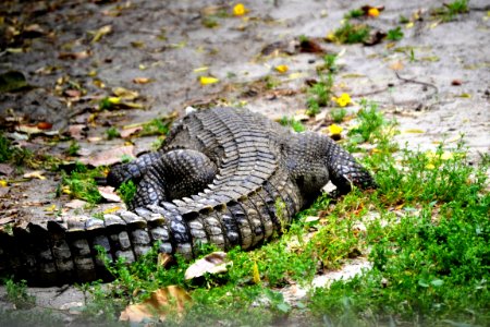 Zoo, India, Crocodile photo