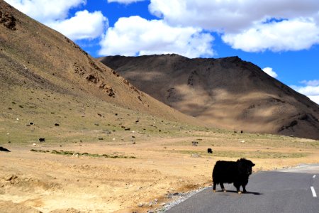Buffalo, Desert