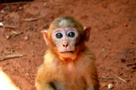 Monkeys eye, Domestic monkey, Monkey kid photo