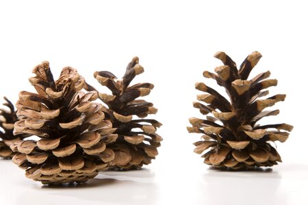 Pine cones christmas scale photo