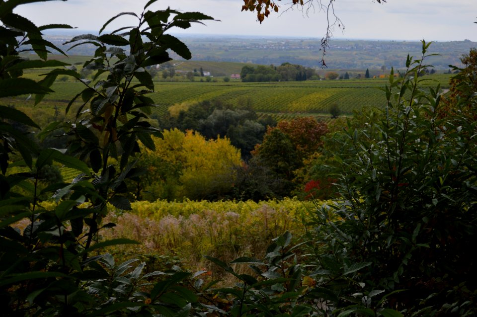 Germany, Palatinate, Hunsrck