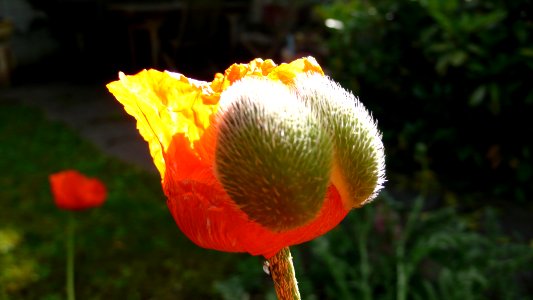 Blossom, Sunlight, Flower