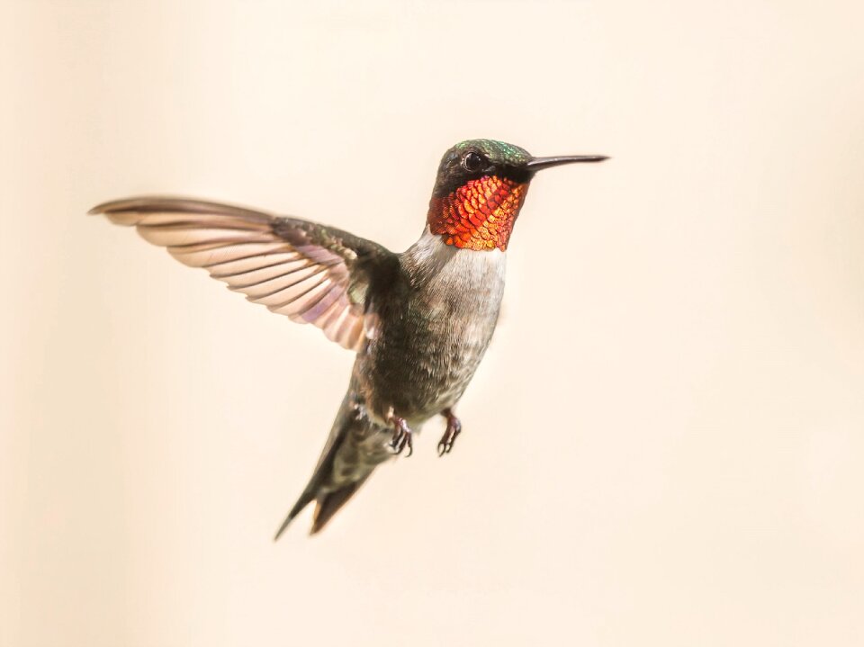 Wildlife nature flight