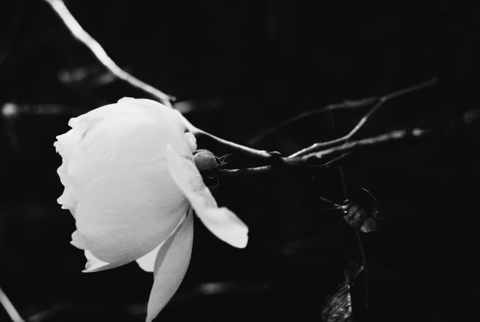 Flower, Winter, White rose