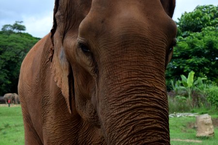 Thail, Chiang mai, Elephant photo