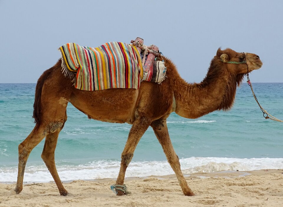Tourism holiday tunisia