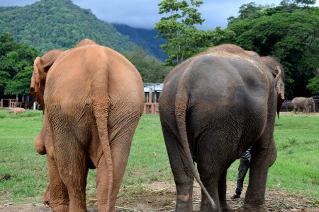 Chiang mai, Thailand, In chiang mai photo