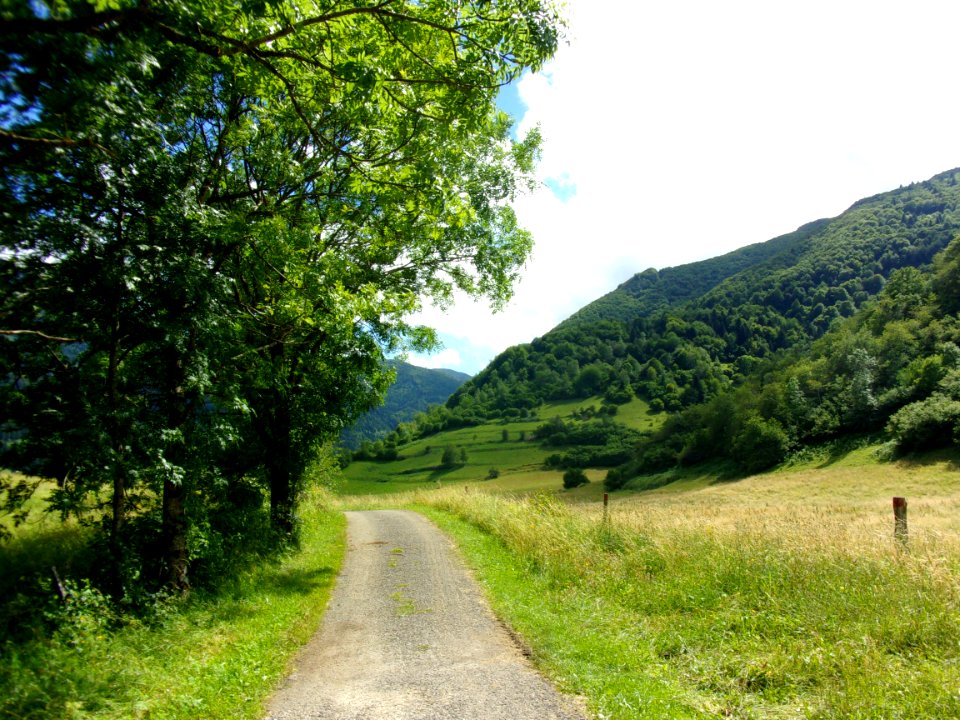 Campaign, Forest, Mountain