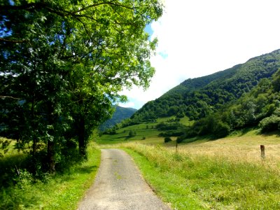 Campaign, Forest, Mountain