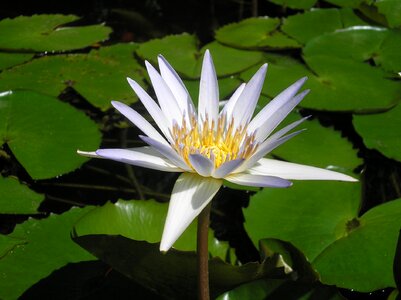 Pond lily white water lily photo
