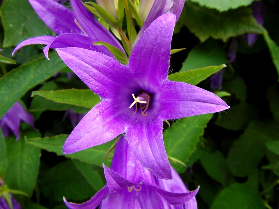 Sosnwka, Poland, Flower