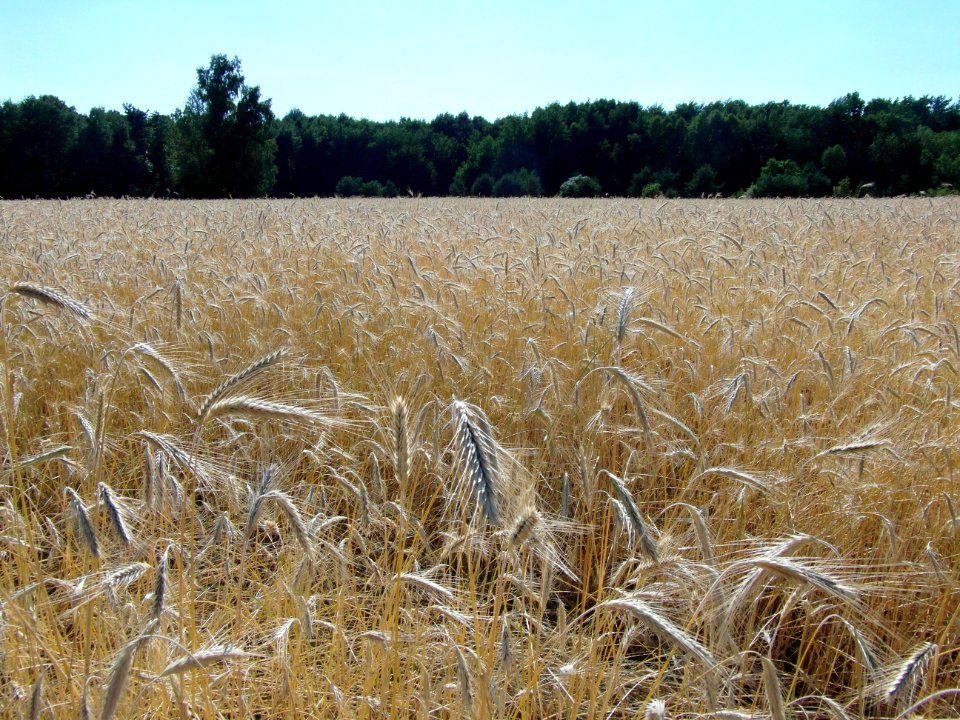 Ostroleka, Poland, Summer