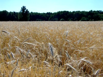 Ostroleka, Poland, Summer