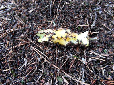 Ostroleka, Poland, Eating