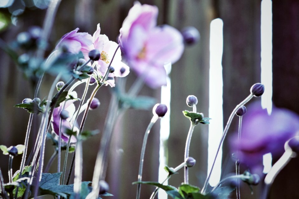 Violet