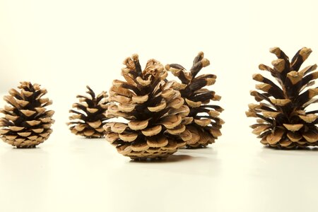 Pine cones christmas scale