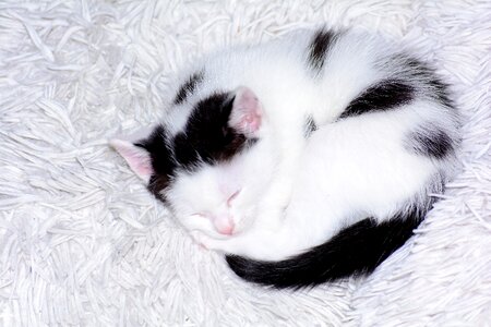 Cat black white cute photo