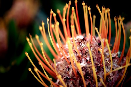 Kirstenbosch national botanical garden, Cape town, South africa