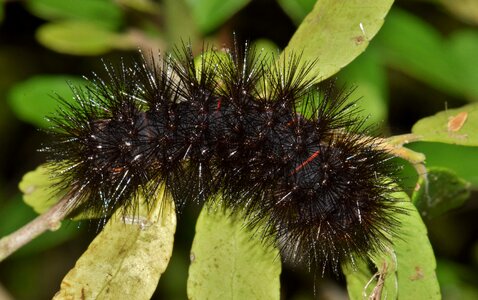 Woolly bear woolly bear caterpillar hairy photo