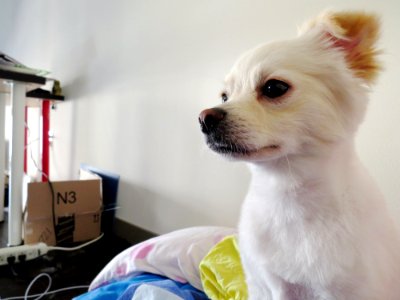 Lovely, Pomeranian, Pet