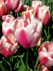 Colorful, Tulip, Western