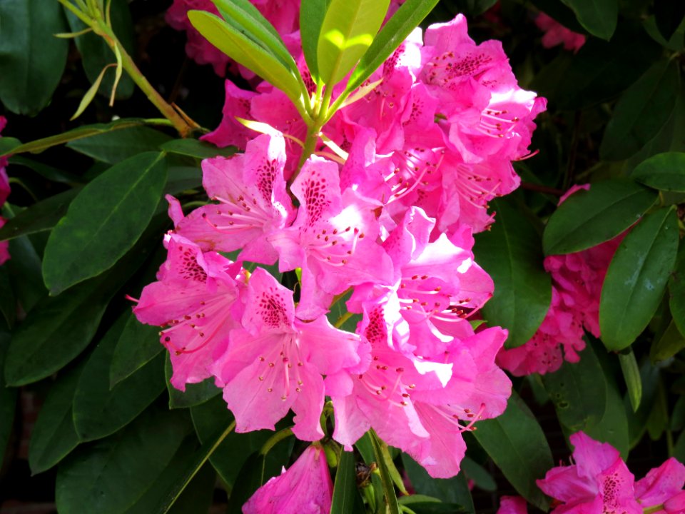 Seattle, United states, Nature