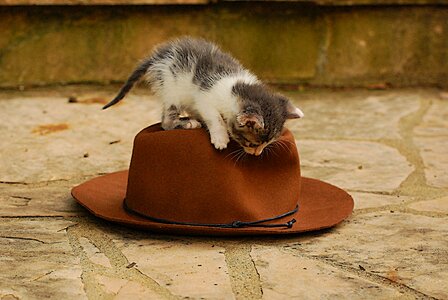 Domestic pet small