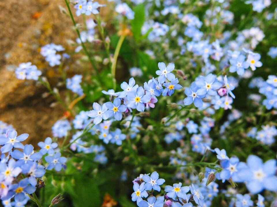 Summer bright macro