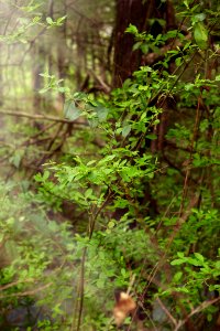 Green, Backyard, Tree