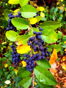 Berrys, Tree