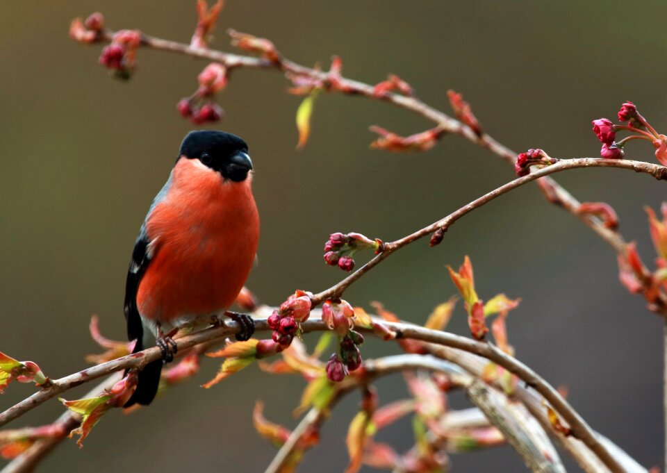 Plumage colorful wildlife photo