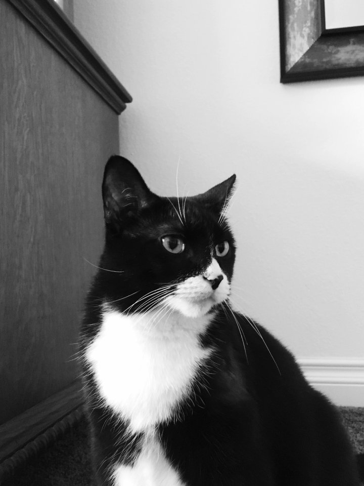 Potrait, Cat