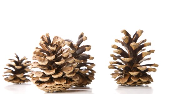 Pine cones christmas scale